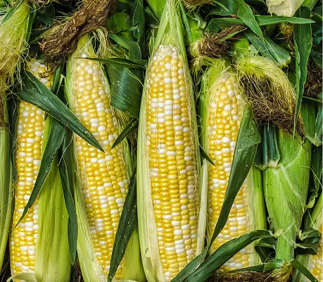 Maize Catalogue