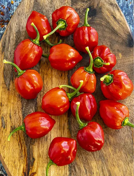 Pepper Catalogue