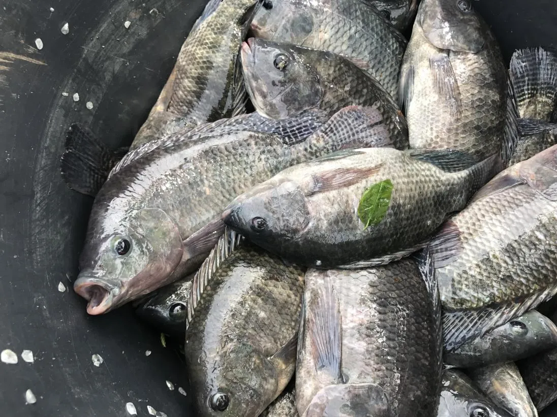 tilapia