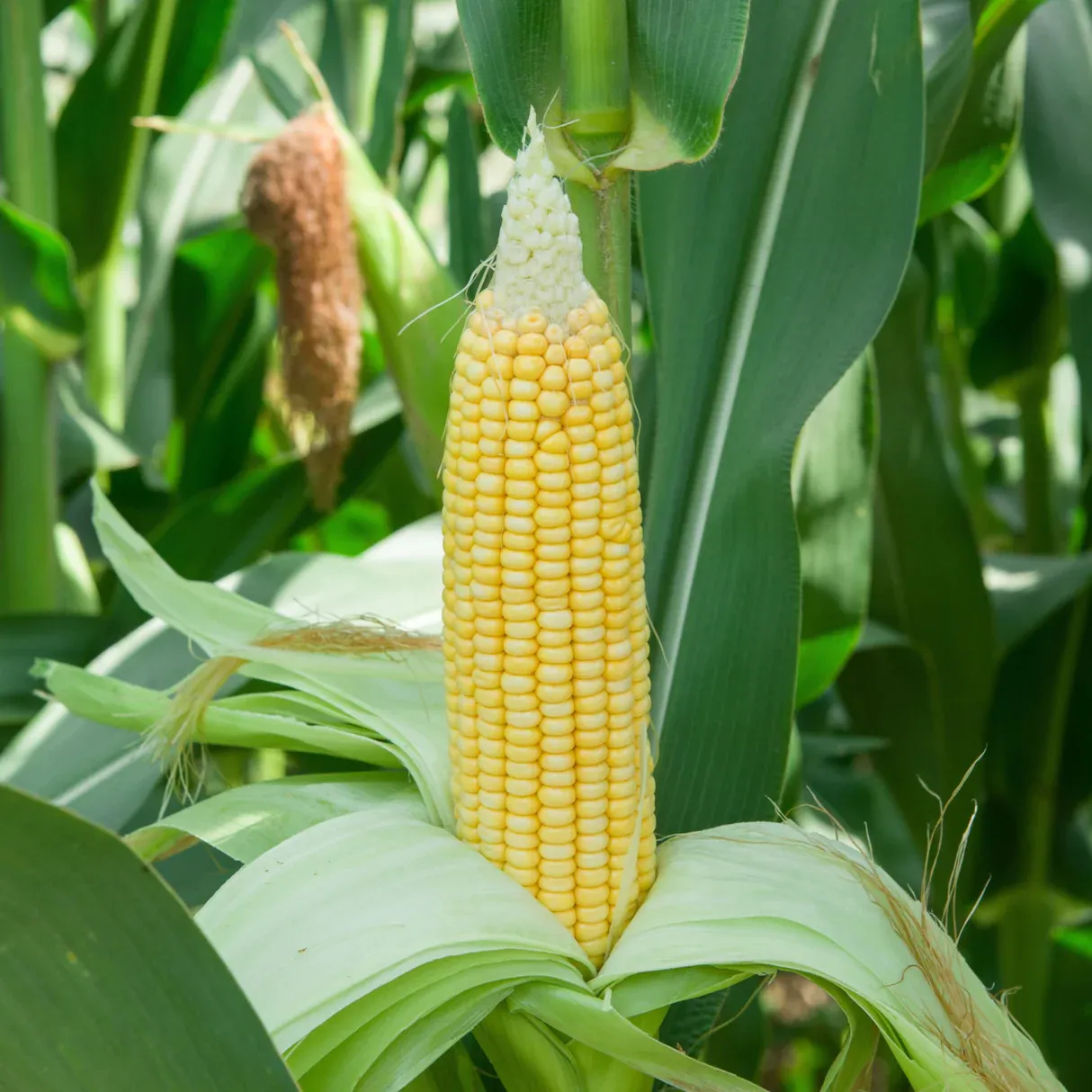 Hybrid Maize