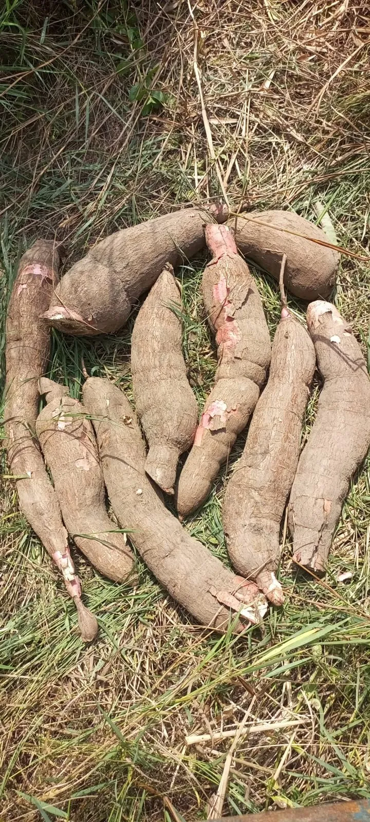 Cassava