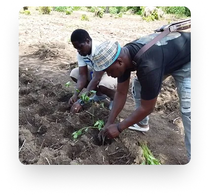 Harvest Joy